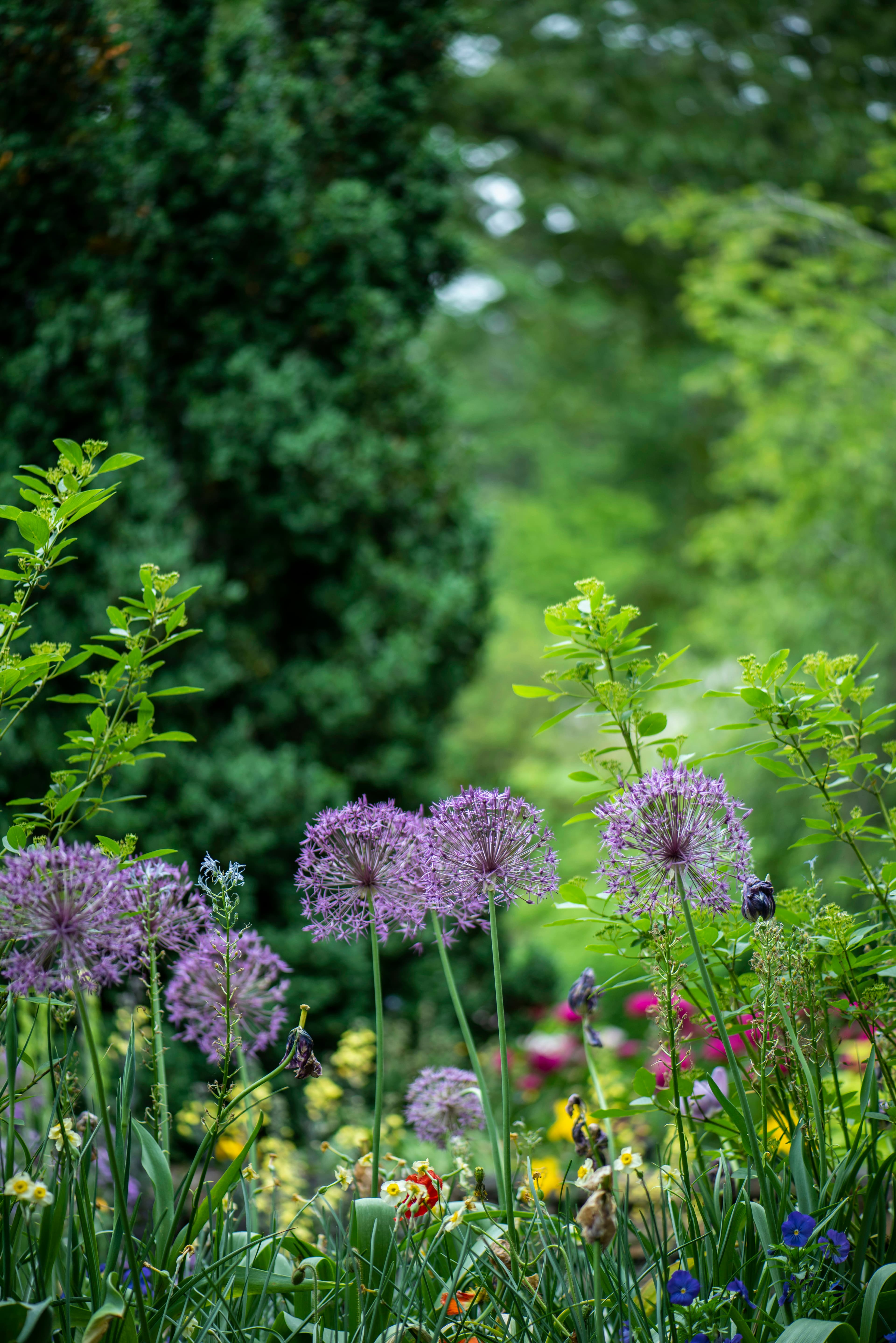 Orto di Erbe Aromatiche