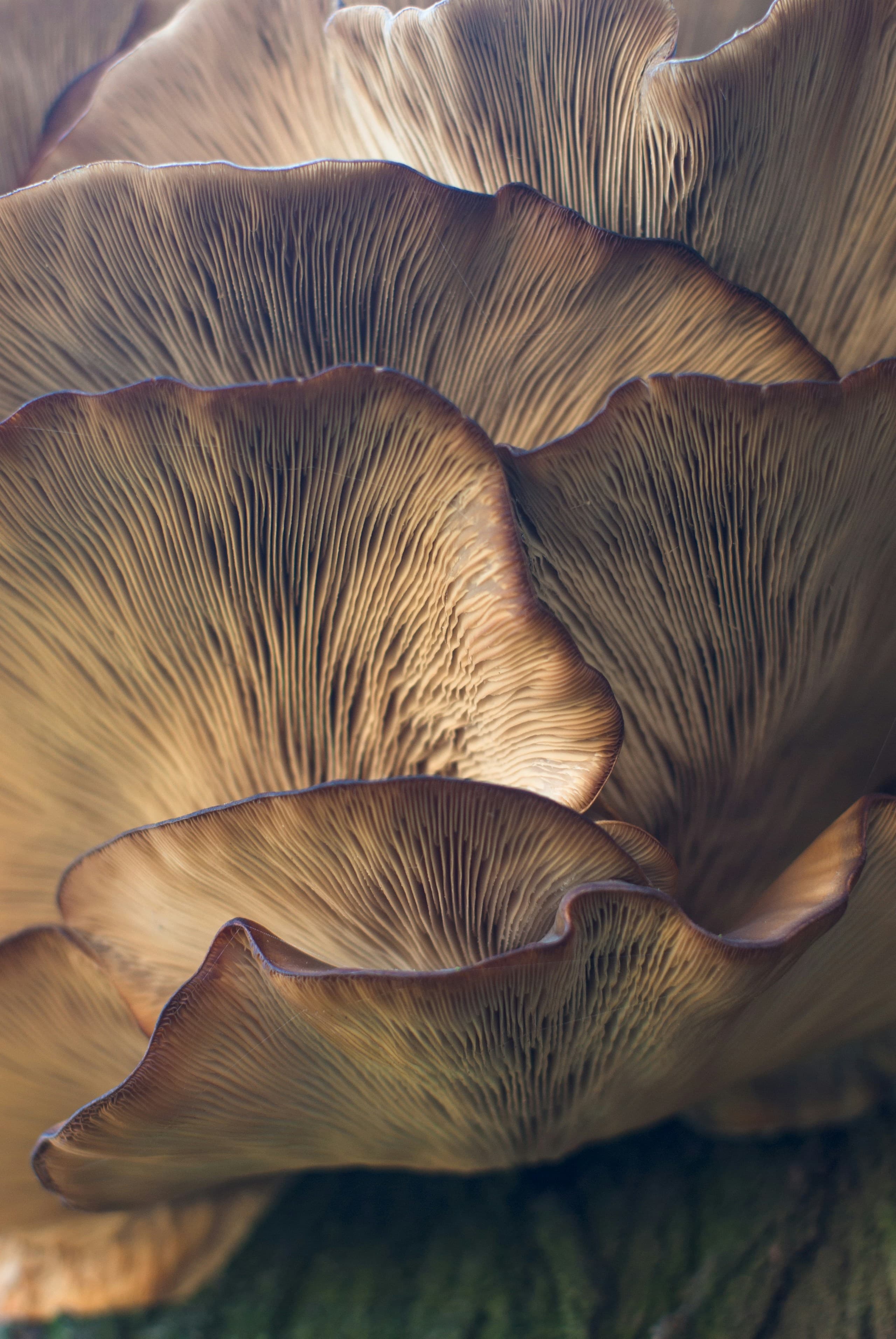 Coltivazione di Funghi Gourmet